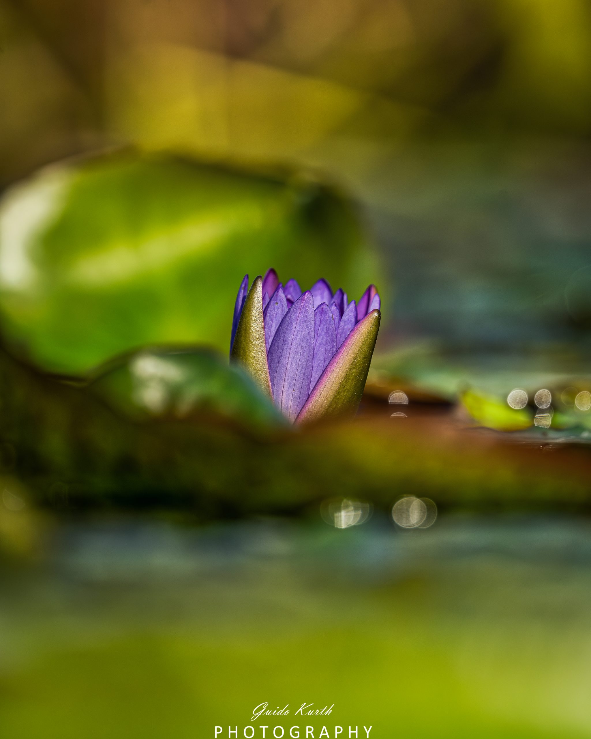 Du betrachtest gerade Grazile Seerose