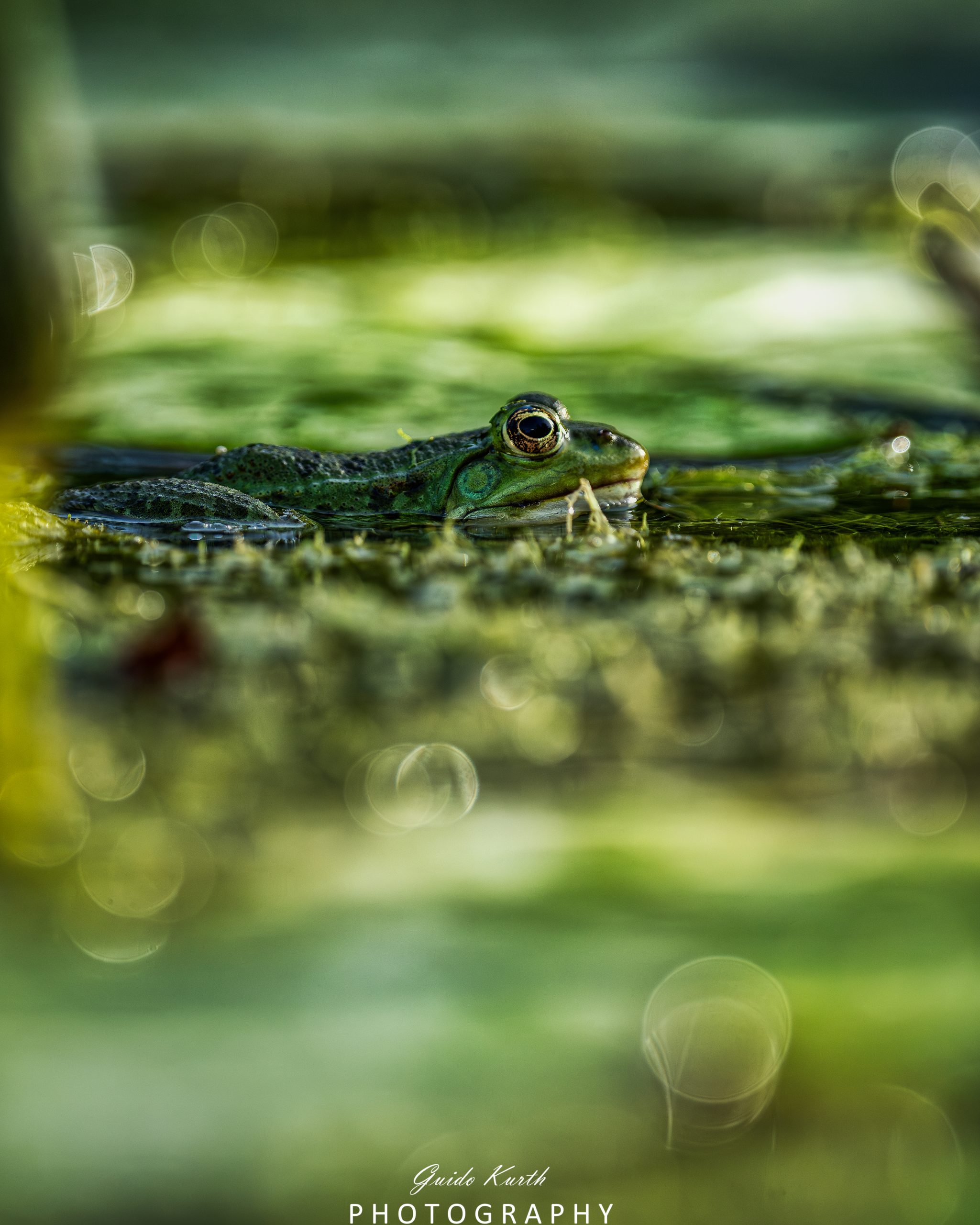 Du betrachtest gerade Die Welt der Frösche