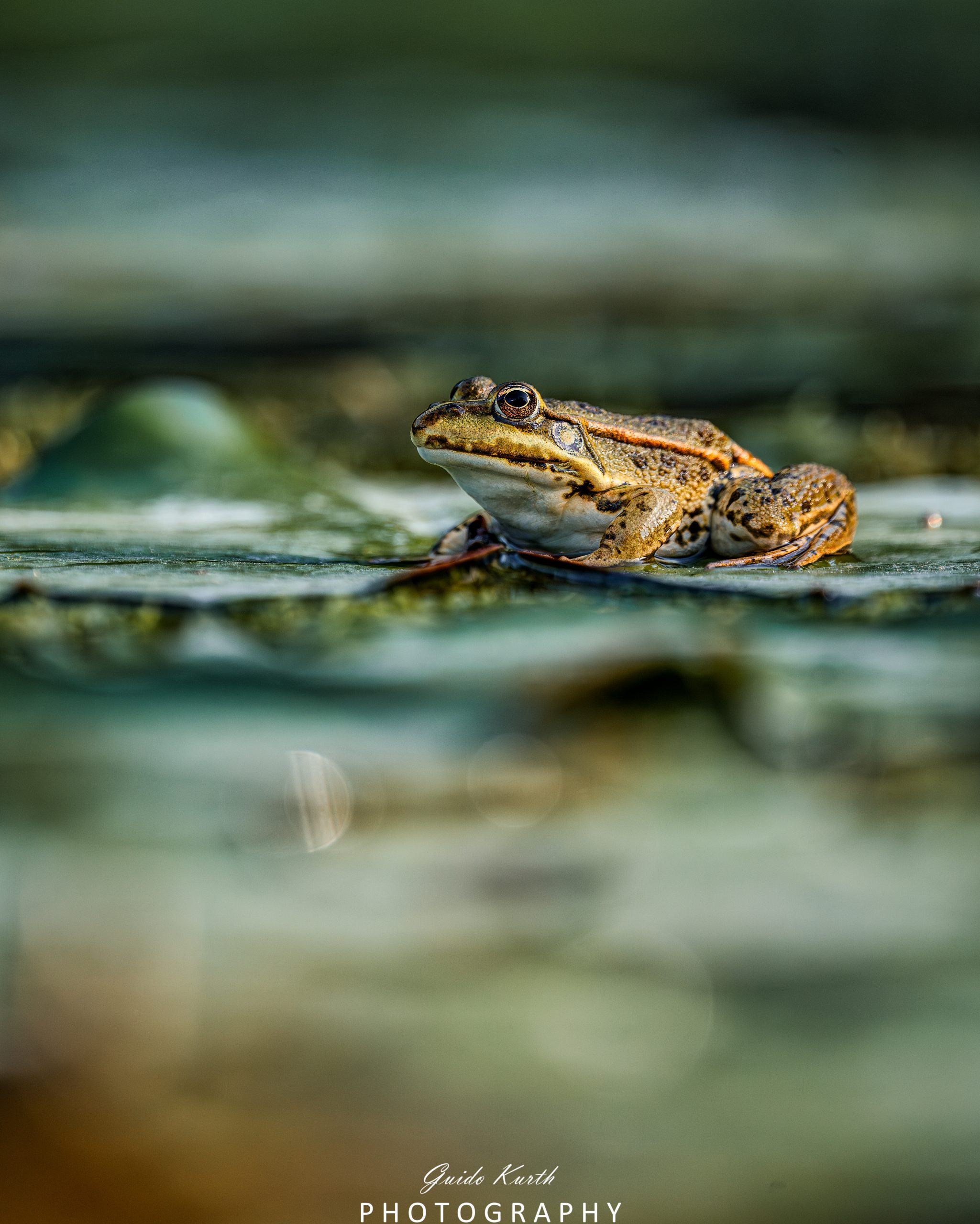 Mehr über den Artikel erfahren Die Welt der Frösche