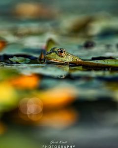 Mehr über den Artikel erfahren Die Welt der Frösche