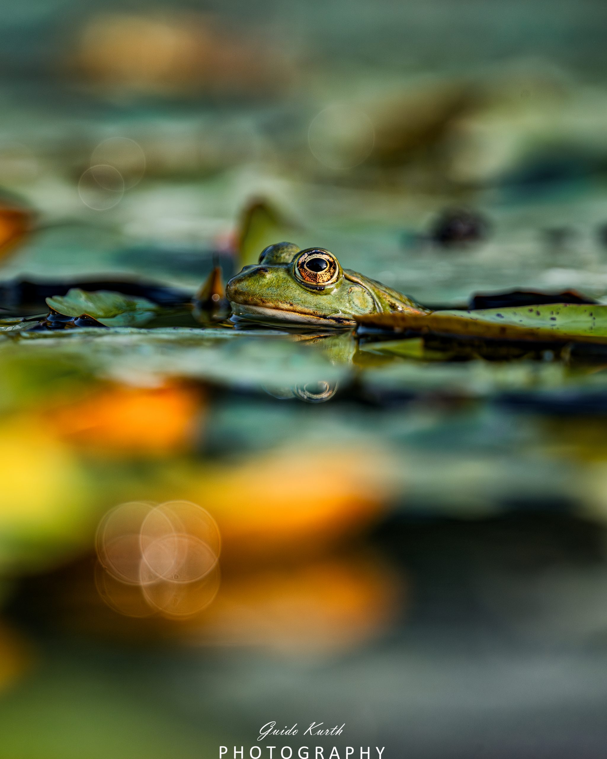 Mehr über den Artikel erfahren Die Welt der Frösche