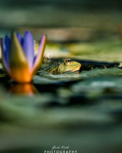 Mehr über den Artikel erfahren Die Welt der Frösche