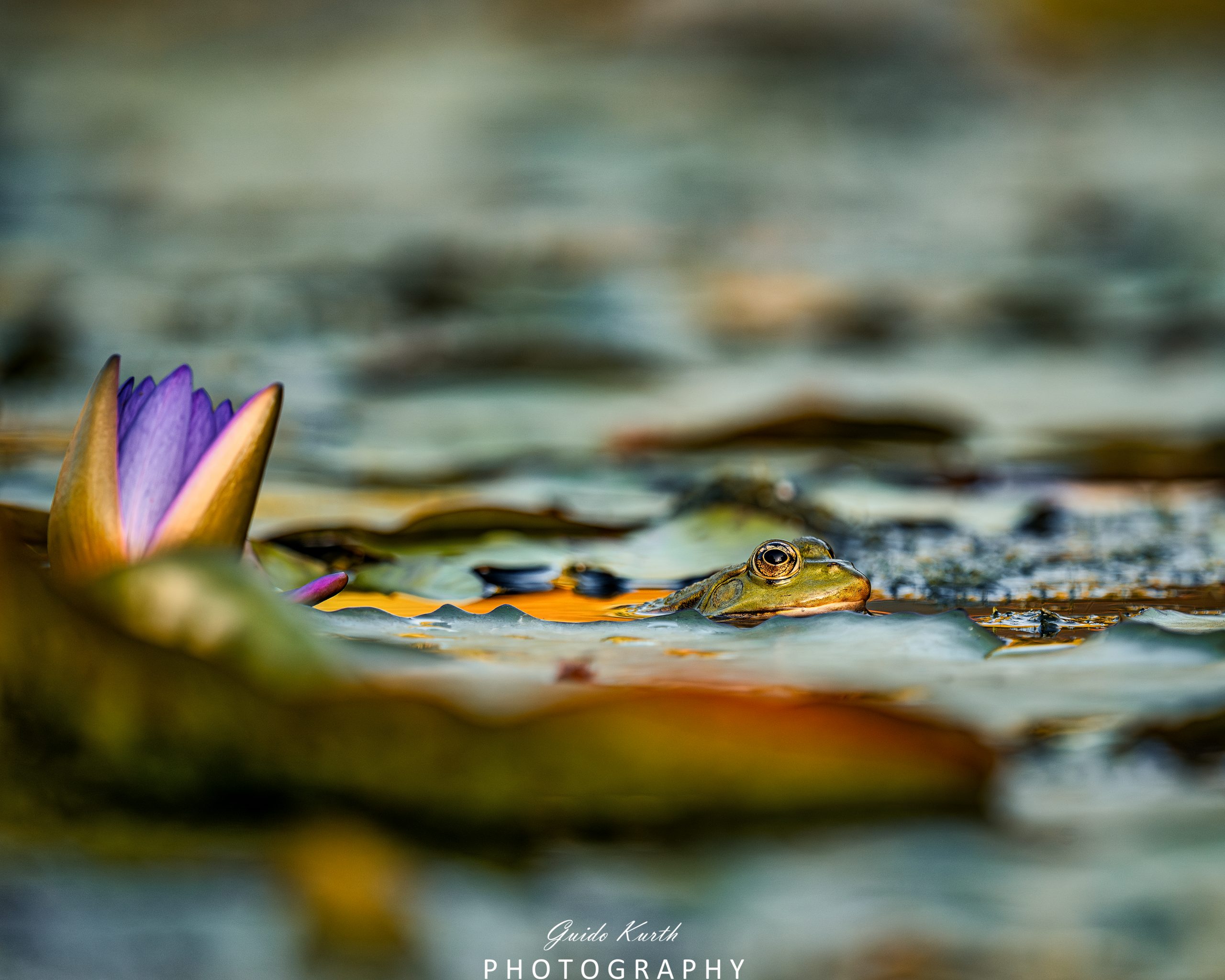 Mehr über den Artikel erfahren Die Welt der Frösche