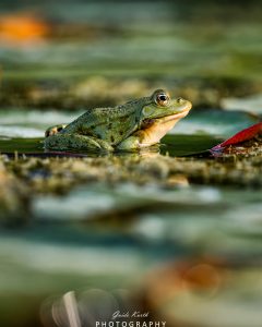 Mehr über den Artikel erfahren Die Welt der Frösche