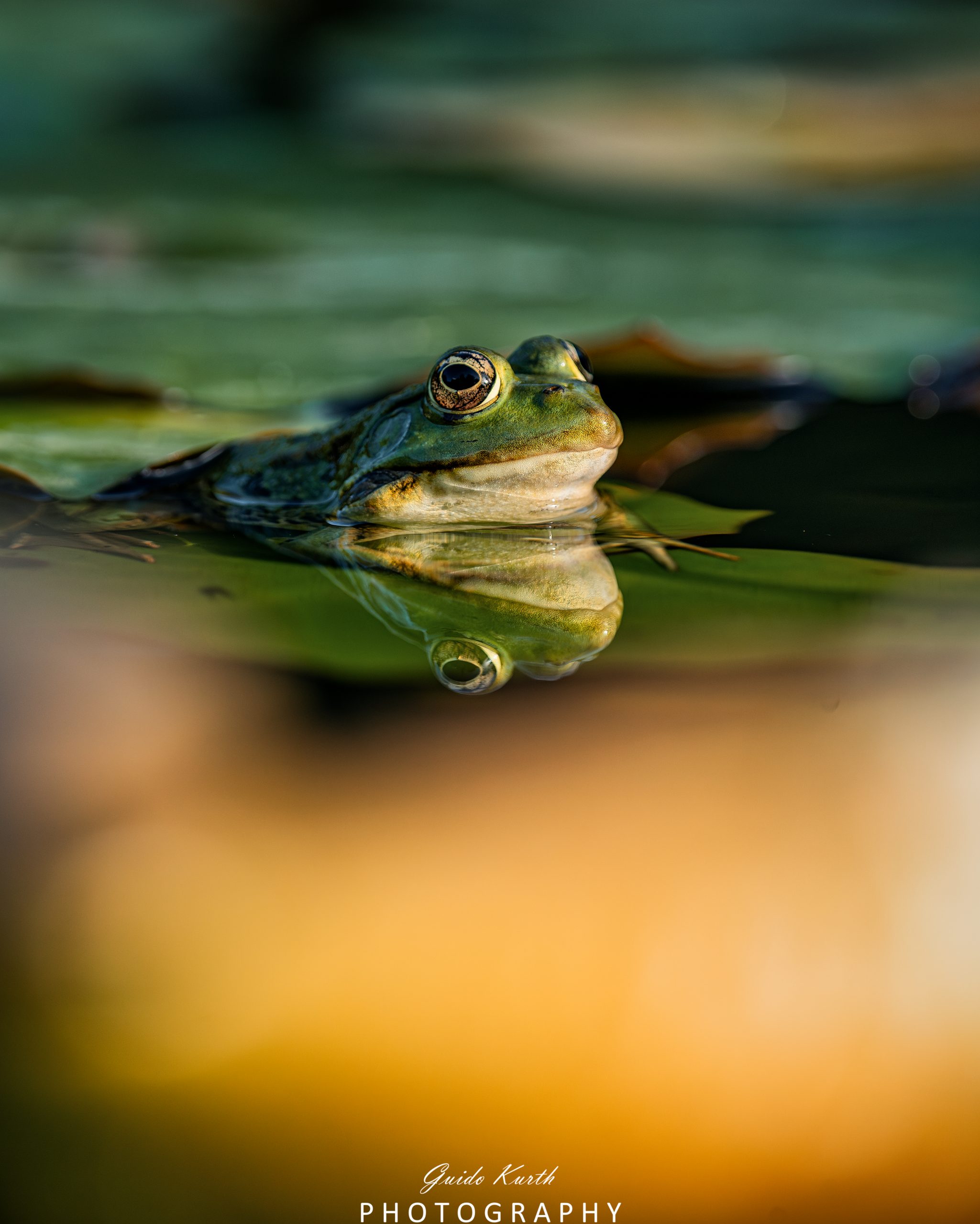 Du betrachtest gerade Die Welt der Frösche