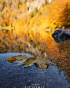 Mehr über den Artikel erfahren Herbst am Feldsee