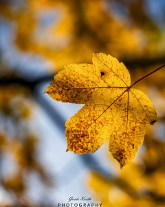 Mehr über den Artikel erfahren Herbststimmung