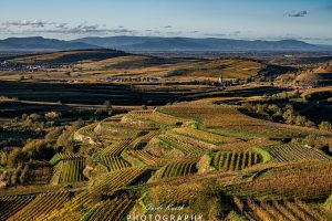 Mehr über den Artikel erfahren Bickensohl