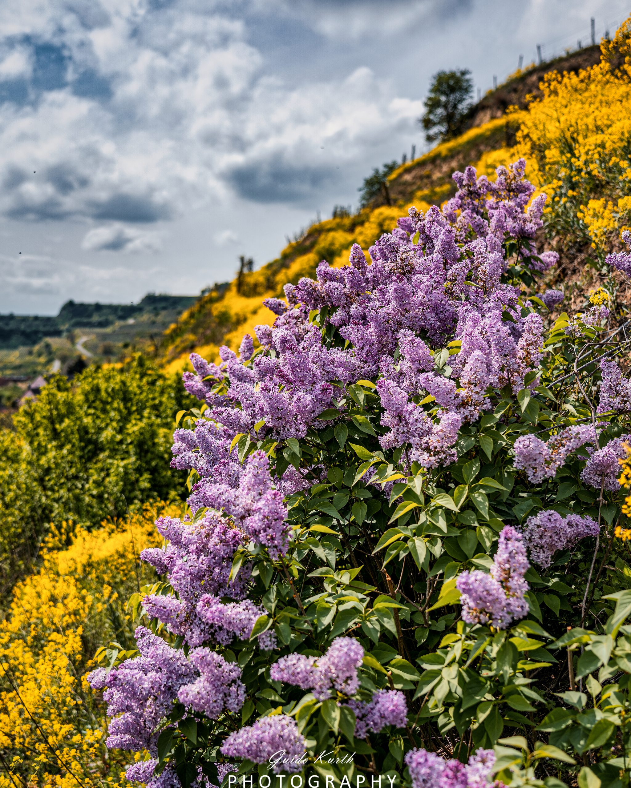Mehr über den Artikel erfahren Farbexplosion…