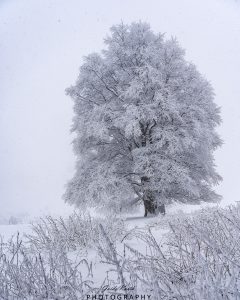 Mehr über den Artikel erfahren Winterbaum…