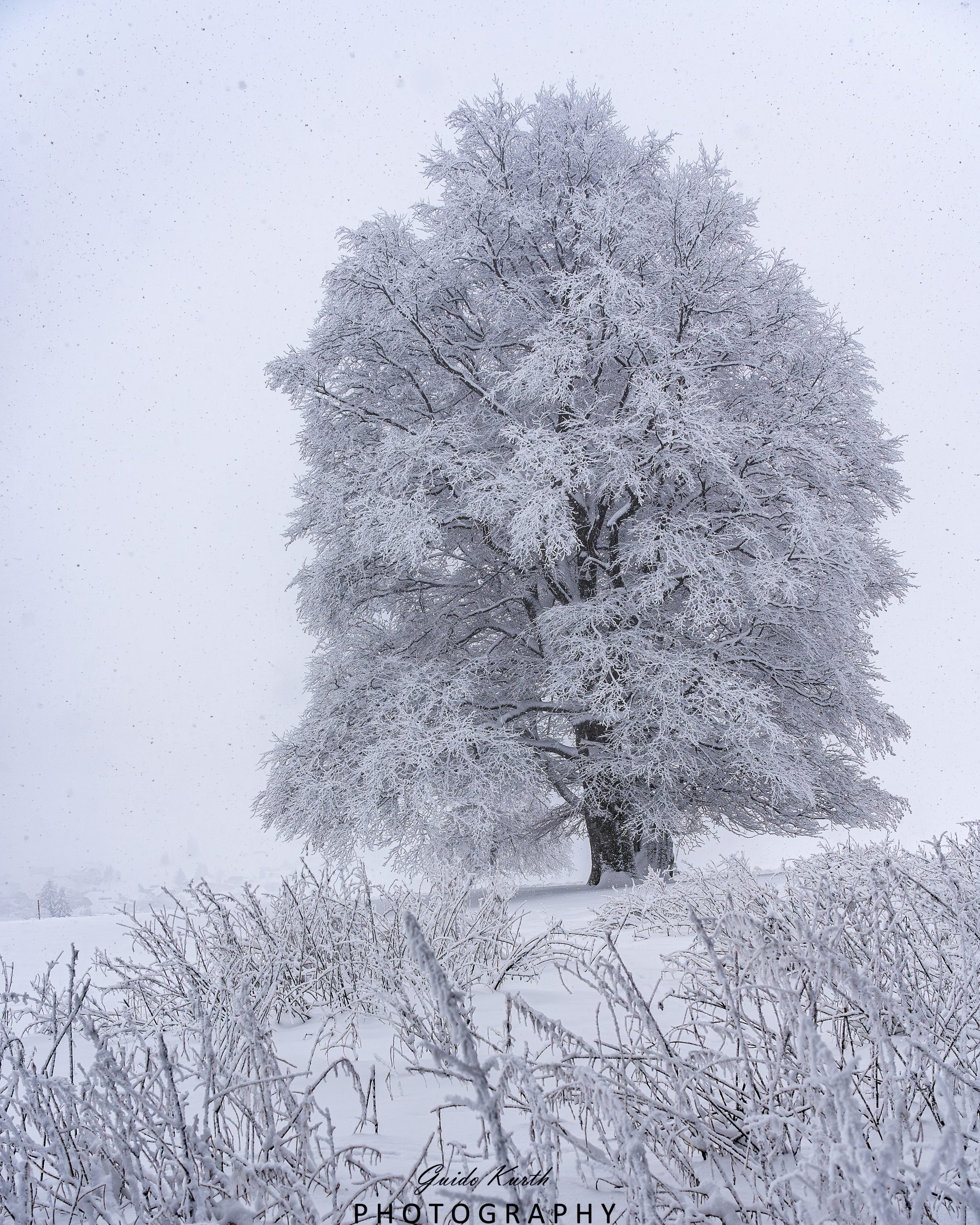 Du betrachtest gerade Winterbaum…
