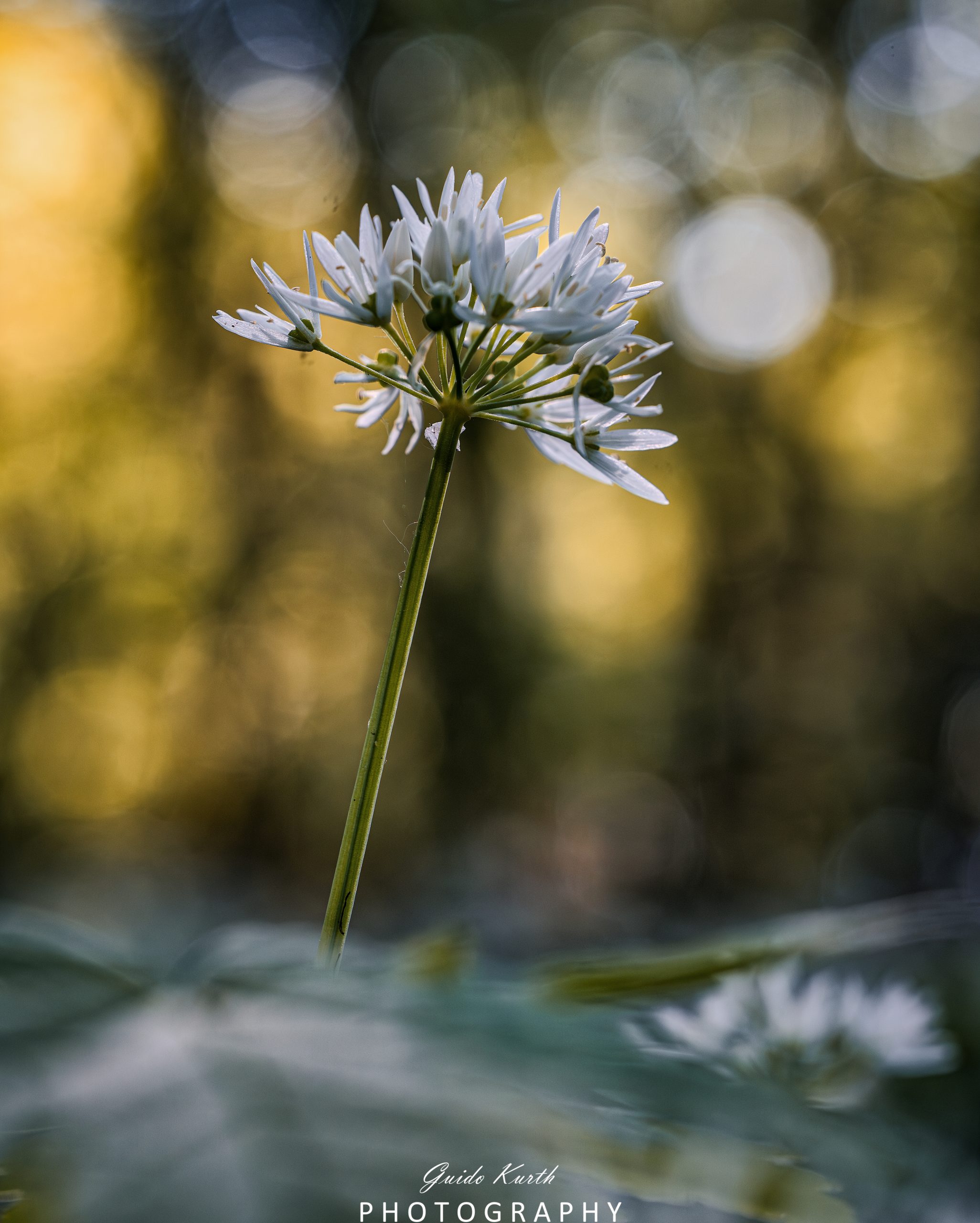 Du betrachtest gerade Bärlauch Blütezeit