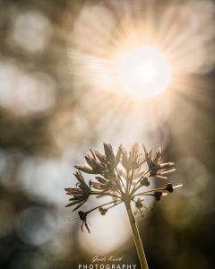 Mehr über den Artikel erfahren Bärlauch Blütezeit