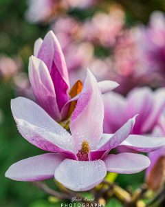 Mehr über den Artikel erfahren Frühlingserwachen