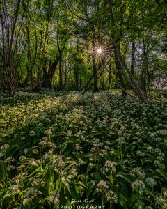 Mehr über den Artikel erfahren Bärlauch Blütezeit