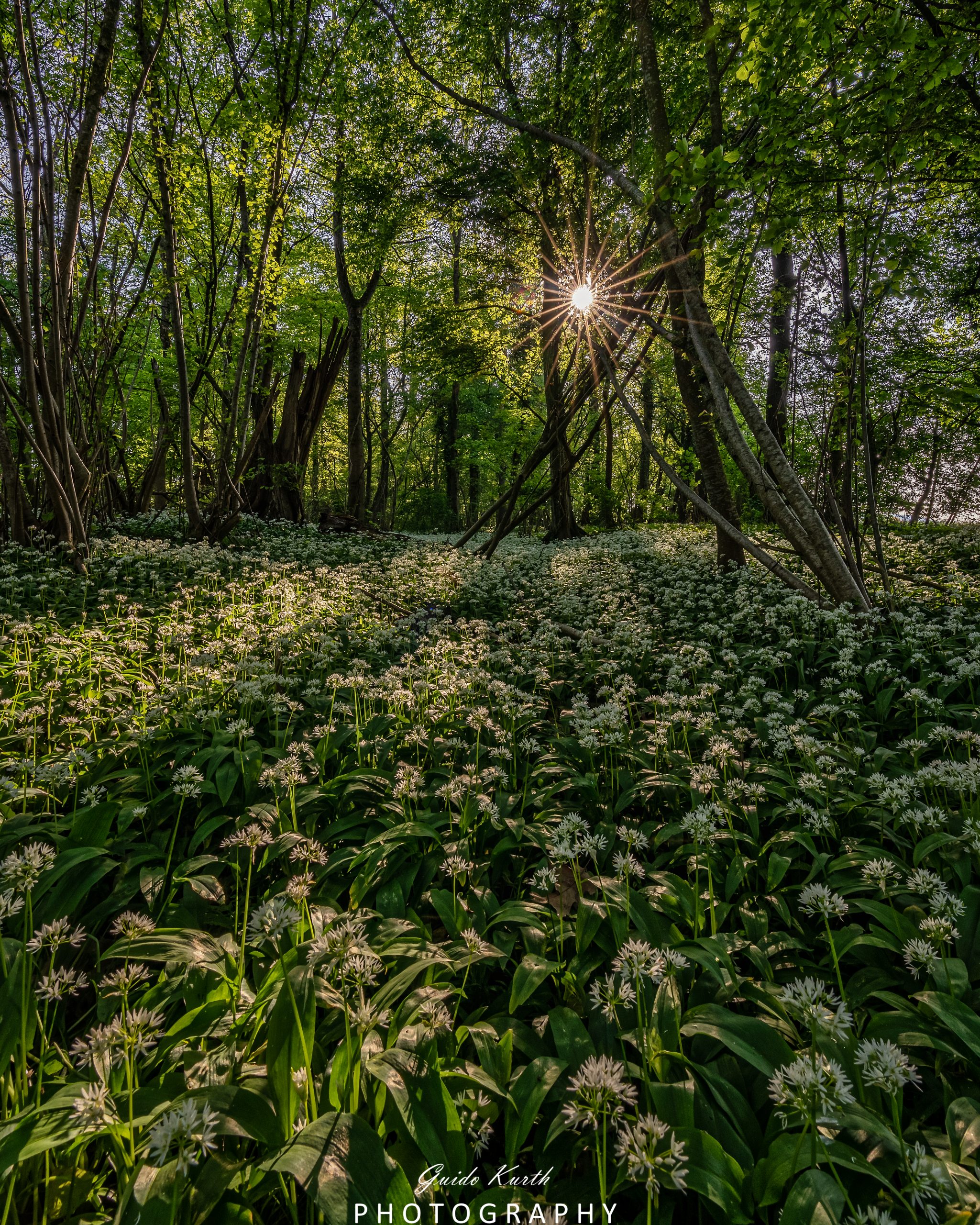 Du betrachtest gerade Bärlauch Blütezeit