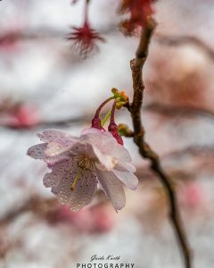 Mehr über den Artikel erfahren Frühlingserwachen