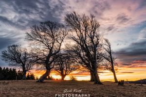 Mehr über den Artikel erfahren Morgenröte Schwarzwald…