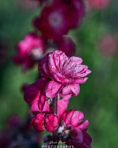 Mehr über den Artikel erfahren Frühlingserwachen