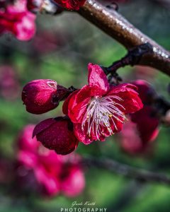 Mehr über den Artikel erfahren Frühlingserwachen