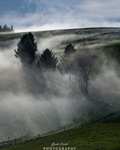 Mehr über den Artikel erfahren Baumgestalten im Nebel…