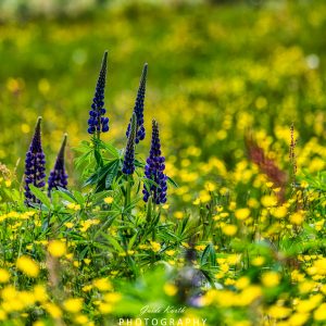 Mehr über den Artikel erfahren Lupinen Blütezeit…