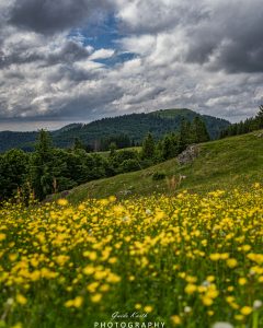 Mehr über den Artikel erfahren Blick zum Herzogenhorn