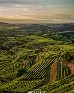 Mehr über den Artikel erfahren Bickensohl