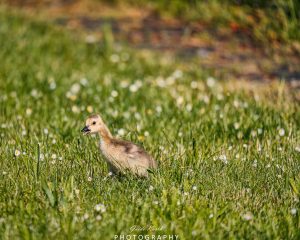 Mehr über den Artikel erfahren Auf der Suche nach Mama…