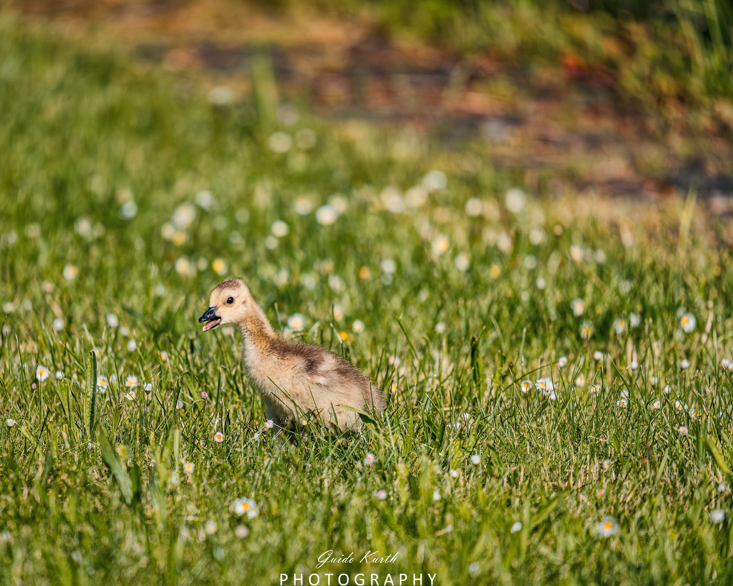 Du betrachtest gerade Auf der Suche nach Mama…