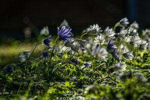 Mehr über den Artikel erfahren Strahlenanemone