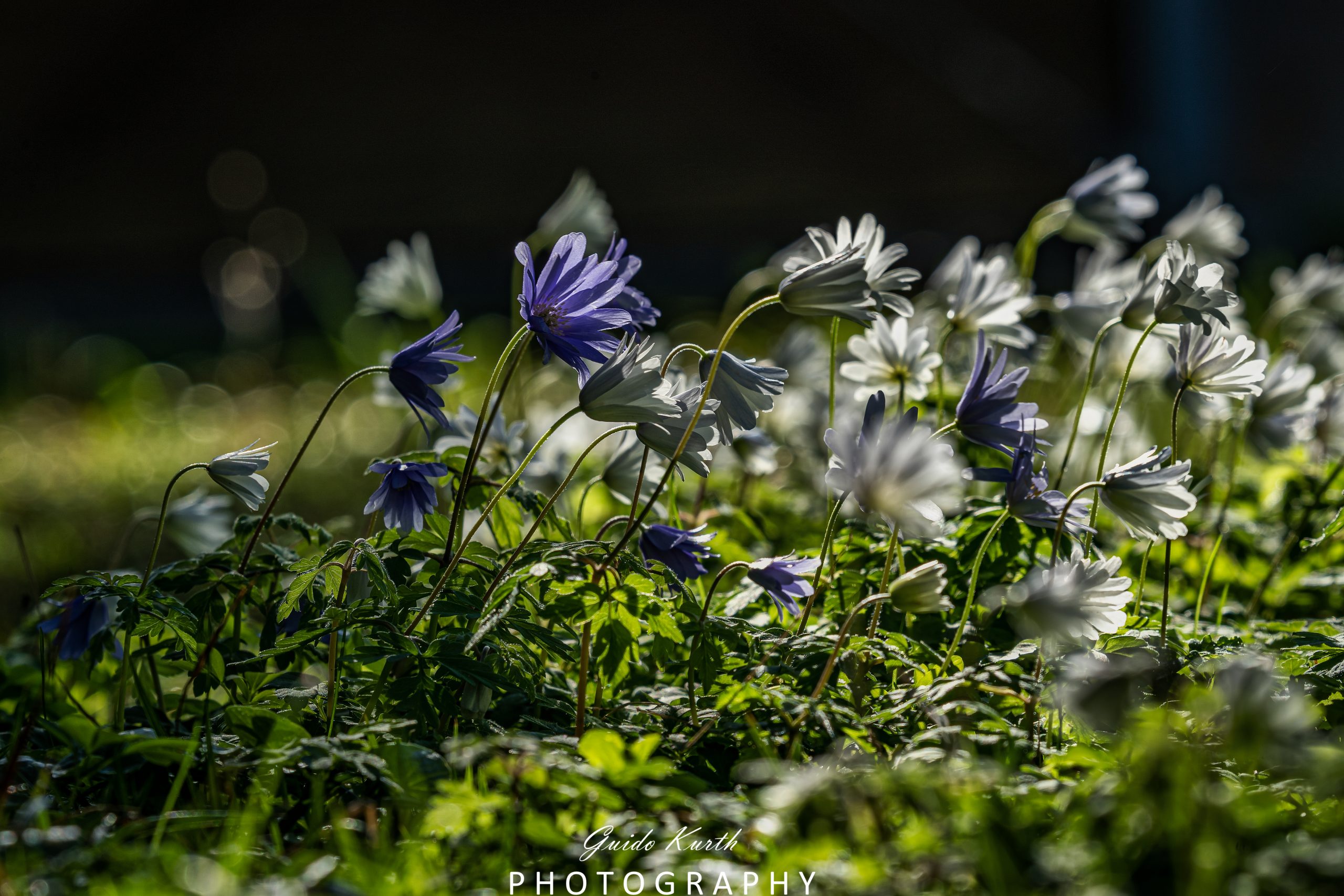 Mehr über den Artikel erfahren Strahlenanemone