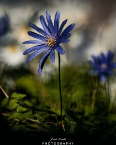 Mehr über den Artikel erfahren Strahlenanemone