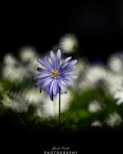 Mehr über den Artikel erfahren Strahlenanemone