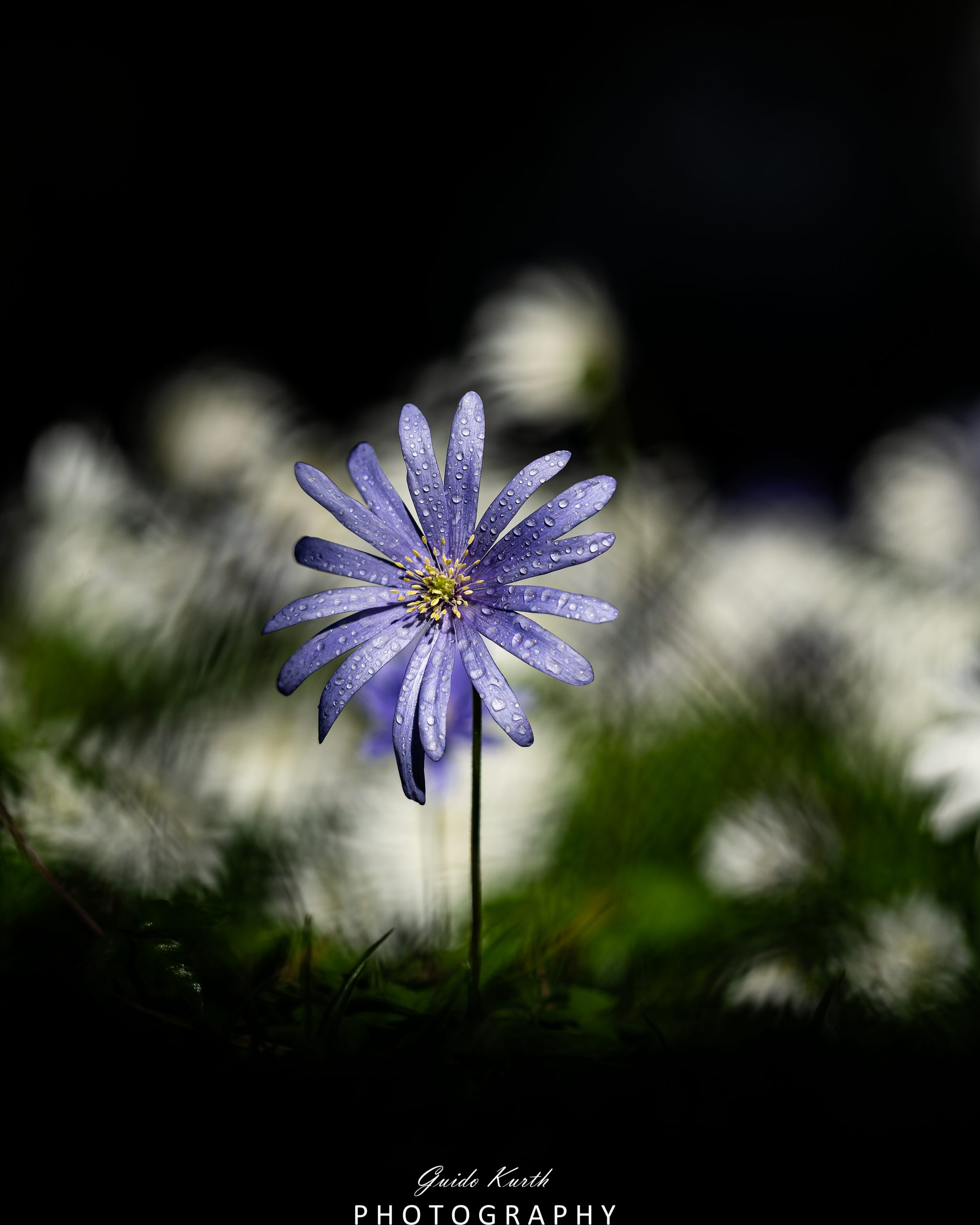 Mehr über den Artikel erfahren Strahlenanemone