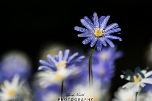 Mehr über den Artikel erfahren Strahlenanemone