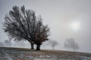 Mehr über den Artikel erfahren Nebel bei den Windbuchen…