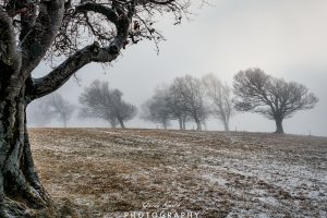 Mehr über den Artikel erfahren Nebel bei den Windbuchen…