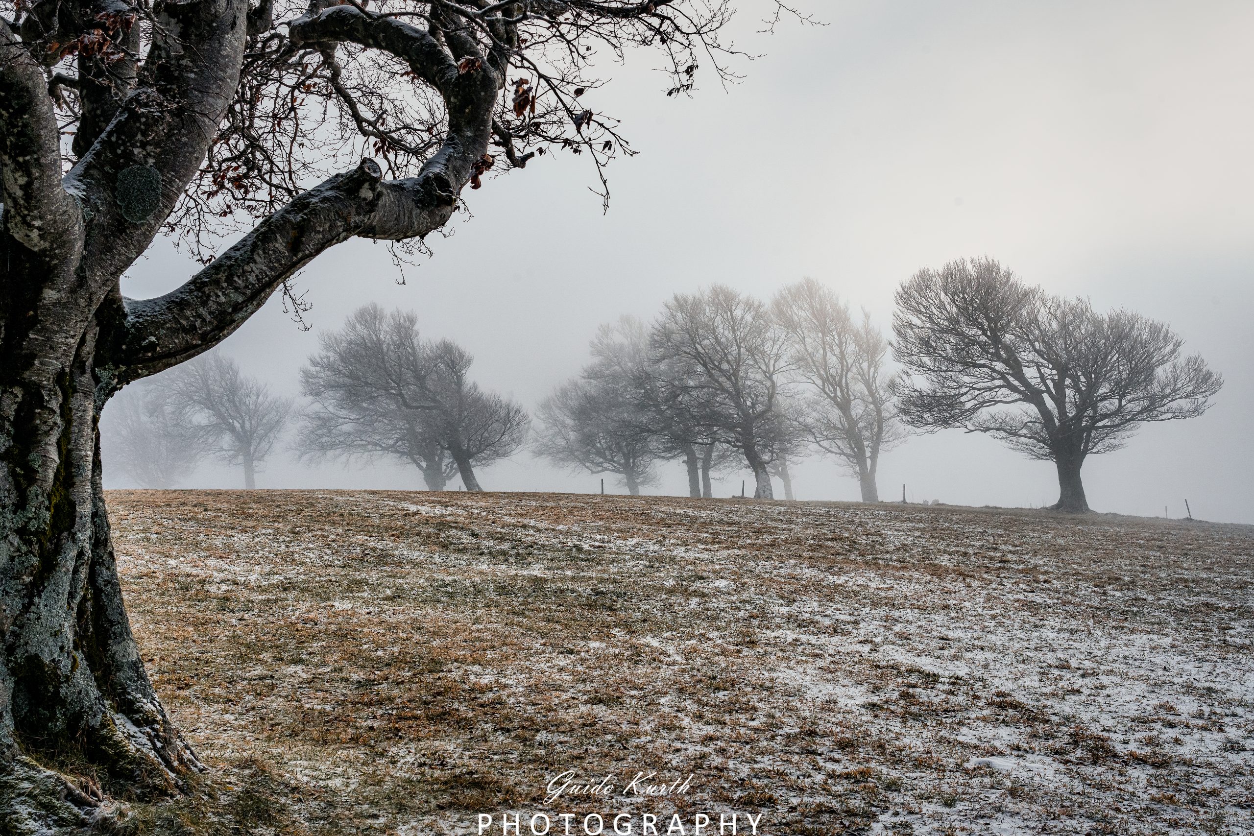 Du betrachtest gerade Nebel bei den Windbuchen…