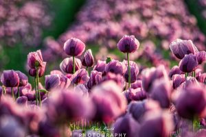 Mehr über den Artikel erfahren Pinker Mohn