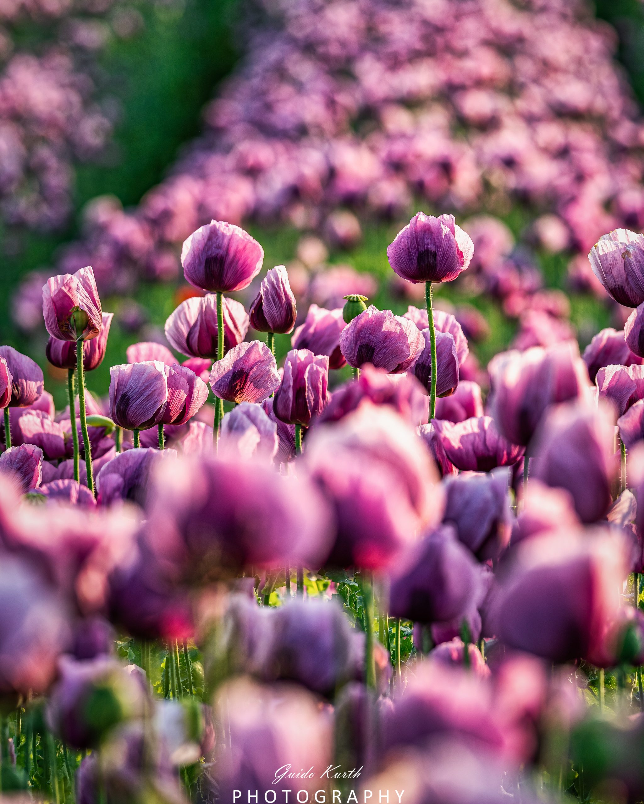 Du betrachtest gerade Pinker Mohn