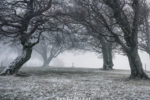 Mehr über den Artikel erfahren Nebel bei den Windbuchen…