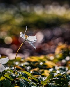 Mehr über den Artikel erfahren Buschwindröschen