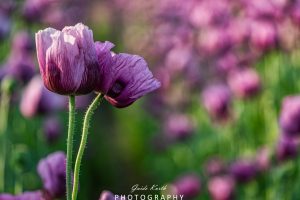 Mehr über den Artikel erfahren Pinker Mohn