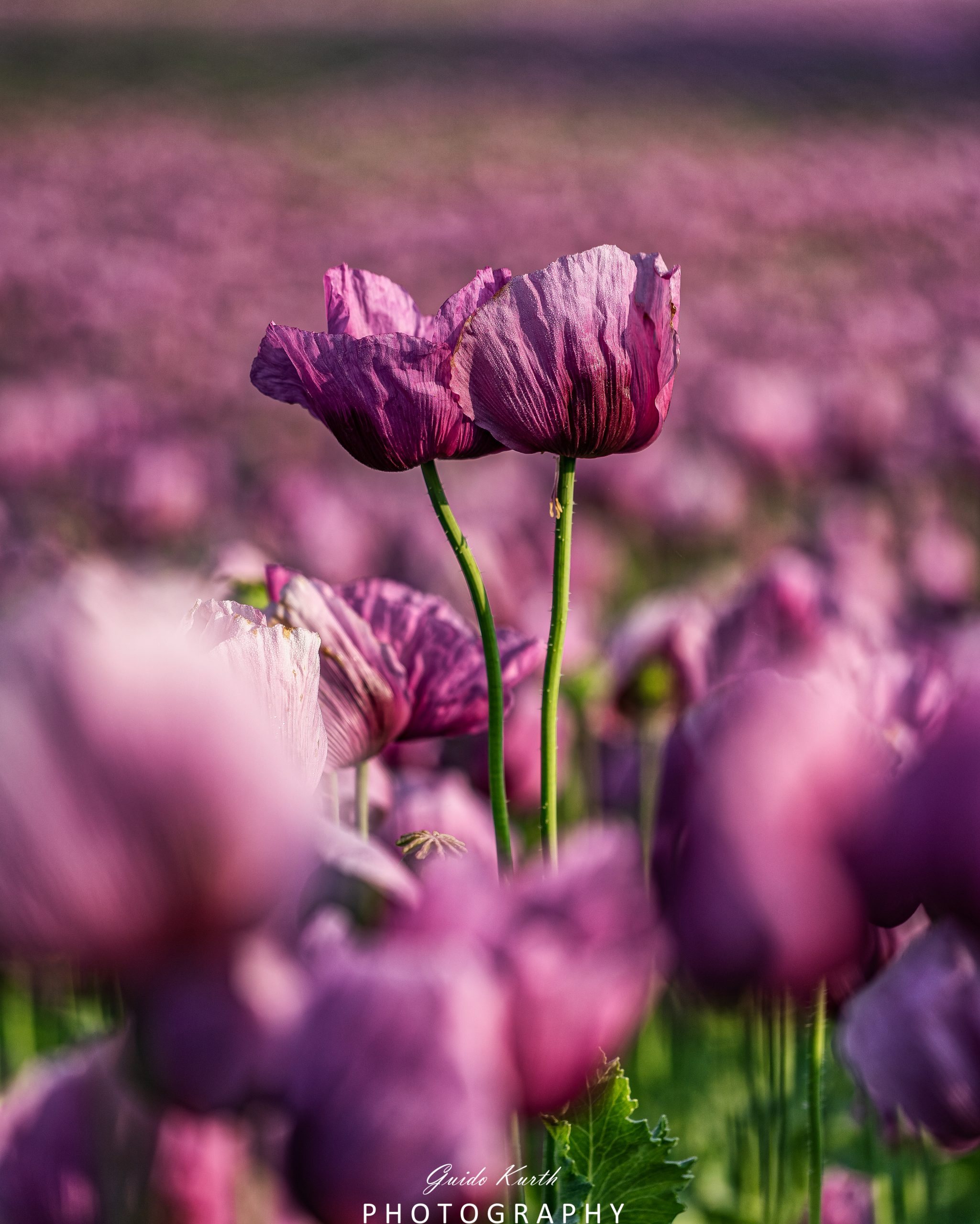 Du betrachtest gerade Pinker Mohn