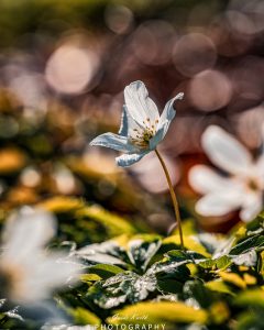 Mehr über den Artikel erfahren Buschwindröschen