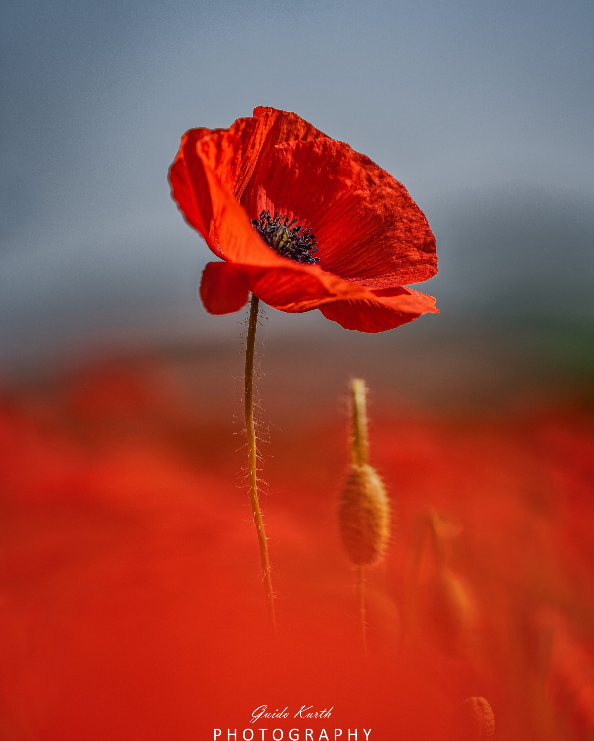 Mehr über den Artikel erfahren Roter Mohn
