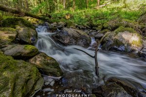 Mehr über den Artikel erfahren Mein grünes Wohnzimmer