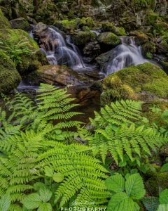 Mehr über den Artikel erfahren Mein grünes Wohnzimmer