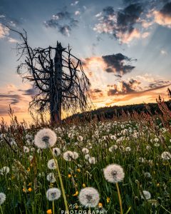 Mehr über den Artikel erfahren Sommer Eindrücke Kandel